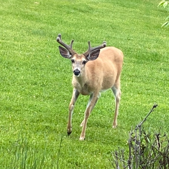 Meet your Posher, Tamara - Picture 4 of 13